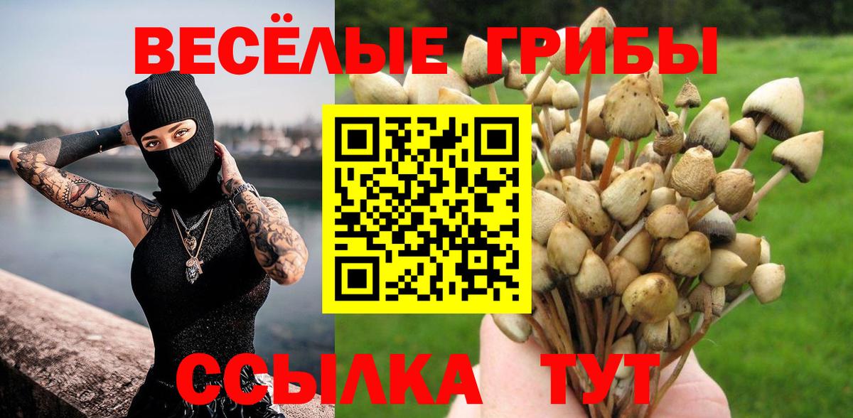 Галлюциногенные грибы Psilocybe Кудрово